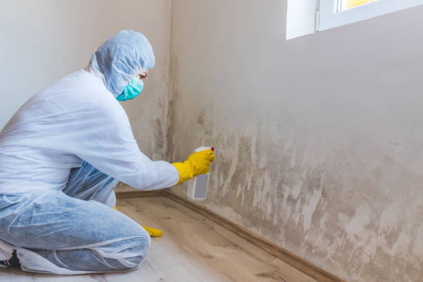Licensed Black Mold Remediation service in Argyle, TX - 24 Hour Mold Removal